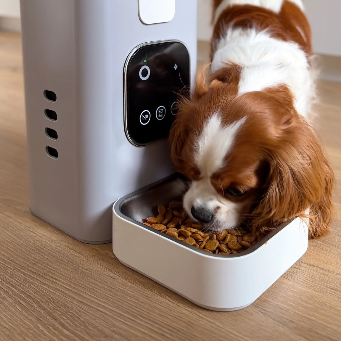 Cavalier King Charles qui mange dans le bol du distributeur automatique FoyerPet
